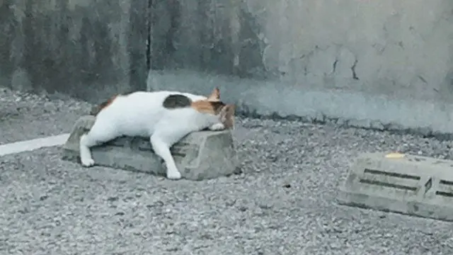 8 Potret Gemas Kucing Bersantai di Bumper Parkiran