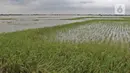 Foto aerial sawah terendam banjir di Desa Karangligar, Kecamatan Telukjambe Barat, Karawang, Jawa Barat, Kamis (10/2/2021). Banjir di Desa Karangligar akibat meluapnya sungai Citarum dan Cibeet membuat ratusan rumah terendam banjir dan ratusan hektar sawah. (Liputan6.com/Herman Zakharia)