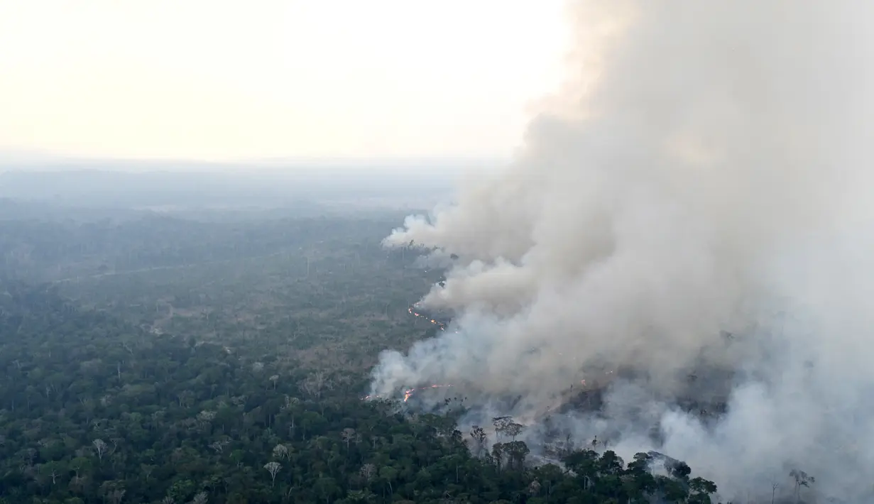 Foto udara dari area hutan hujan Amazon yang gundul akibat kebakaran ilegal di kotamadya Labrea, Negara Bagian Amazonas, Brasil, diambil pada tanggal 20 Agustus 2024. (EVARISTO SA / AFP)