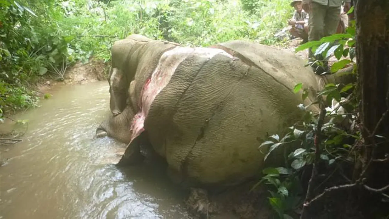 Tragis, Gajah Dikuliti Hidup-Hidup untuk Pengobatan danPerhiasan