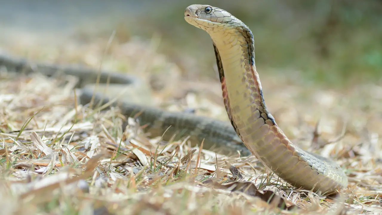 Ilustrasi: ular Kobra Raja (Wikimedia Commons)