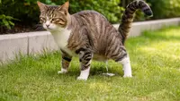 Solusi Alami agar Kucing Tidak Pipis di Teras Rumah dan Meninggalkan Bau