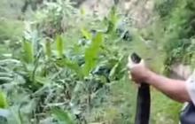 Ngeri-ngeri Sedap! Ular King Kobra 5 Meter Ditangkap Damkar, Netizen: Panji Sujud Aja deh