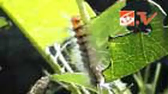 Ulat Bulu Serang Bali