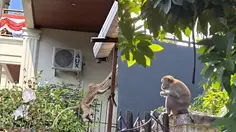Puluhan Monyet Penghuni Hutan Kera Berkeliaran di Bandar Lampung