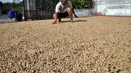 Seorang warga menjemur kopi Arabika OC (biji kopi kering) di Karang Gedong, Parakan, Temanggung, Jawa Tengah, Selasa (10/4). Menurut pedagang kopi, harga kopi Arabika OC tahun ini setiap minggu terus mengalami kenaikan yang saat ini mencapai Rp55 ribu per kilogram. (Antara)