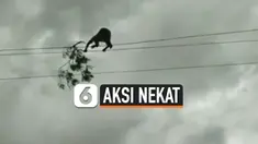 vertical nekat