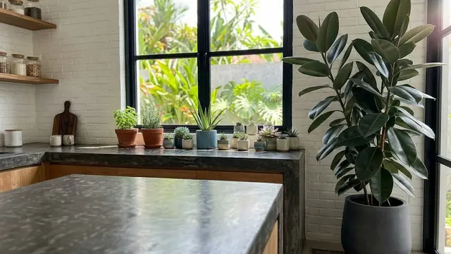 Rubber Plant (Ficus elastica)