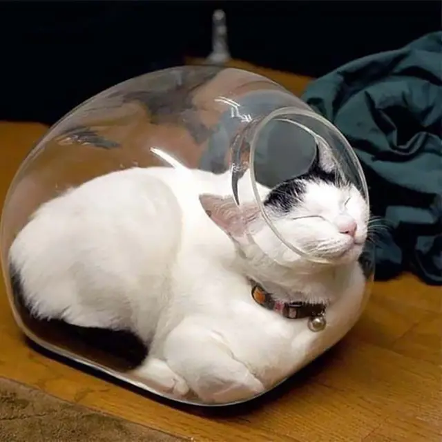 kucing tidur di tempat tak semestinya