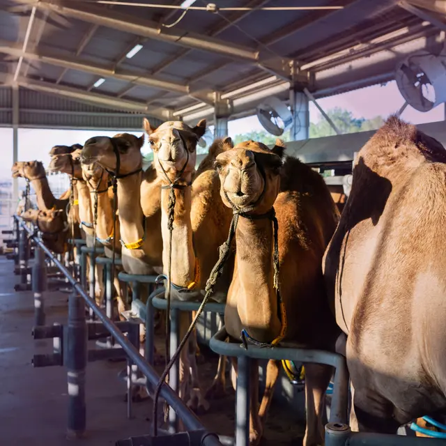 Ilustrasi The Camel Farm/Dubai