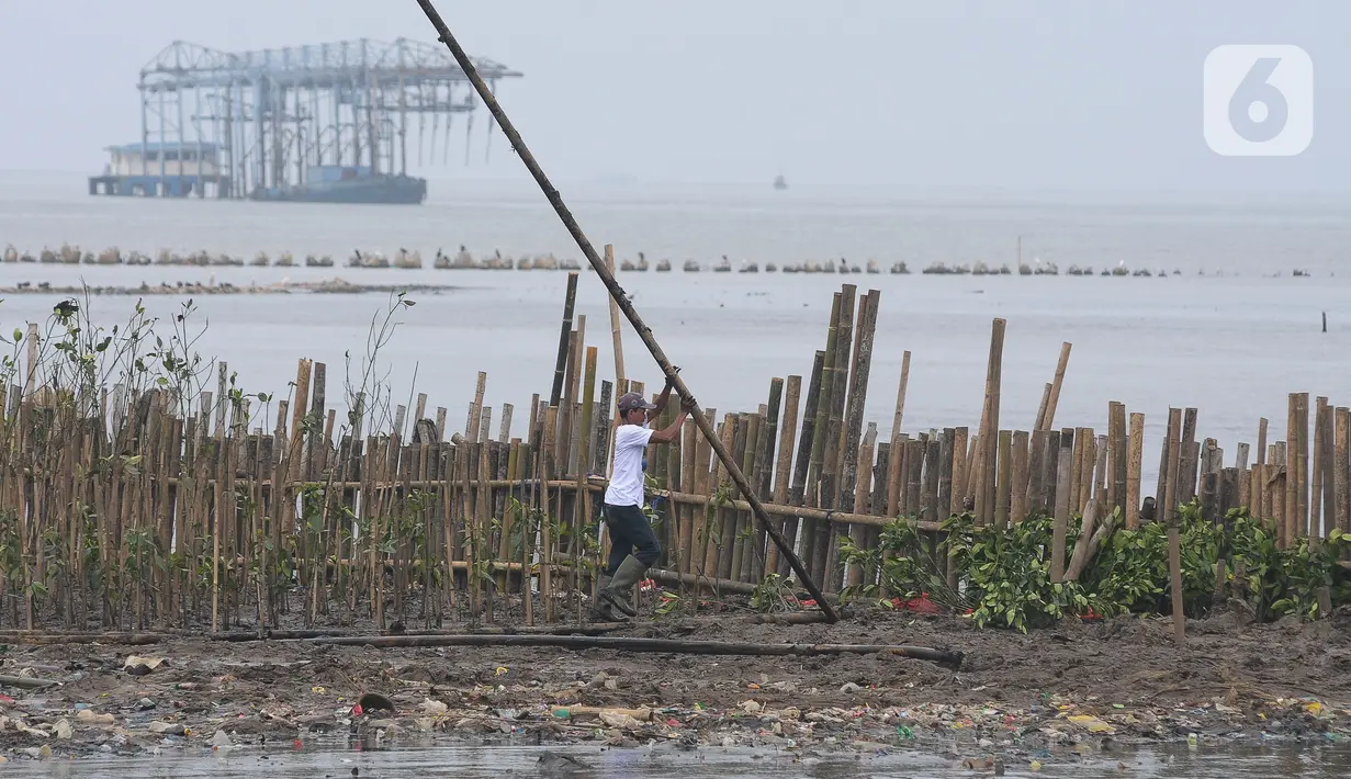 PLN memberikan bibit mangrove sebanyak 5000 pohon mangrove yang akan ditanam, sekaligus bakti PLN Peduli terhadap kampung Muara Angke Hijau Asri. (merdeka.com/Imam Buhori)