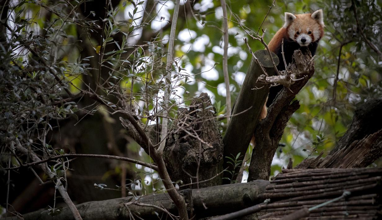Bulu lembutnya memenuhi sepanjang tubuh, bahkan hingga ke bawah kaki. (CARLOS COSTA / AFP)