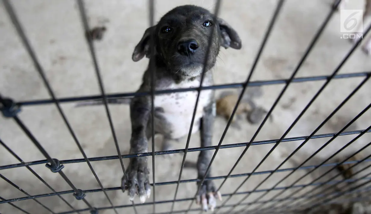Seekor anjing berada di Posko Bali Rumah Singgah Satwa, Padangbai, Bali, Senin (4/12). Para relawan berharap agar masyarakat mau mengadopsi anjing-anjing tersebut. (Liputan6.com/Immanuel Antonius)