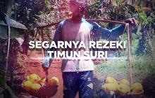 Berani Berubah: Panen Rezeki dari Timun Suri