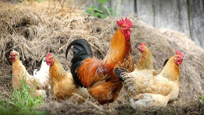 Tidak hanya kecoak, ayam ini berhasil membuktikan untuk terus hidup meski tanpa kepala. (doc: pixabay.com)