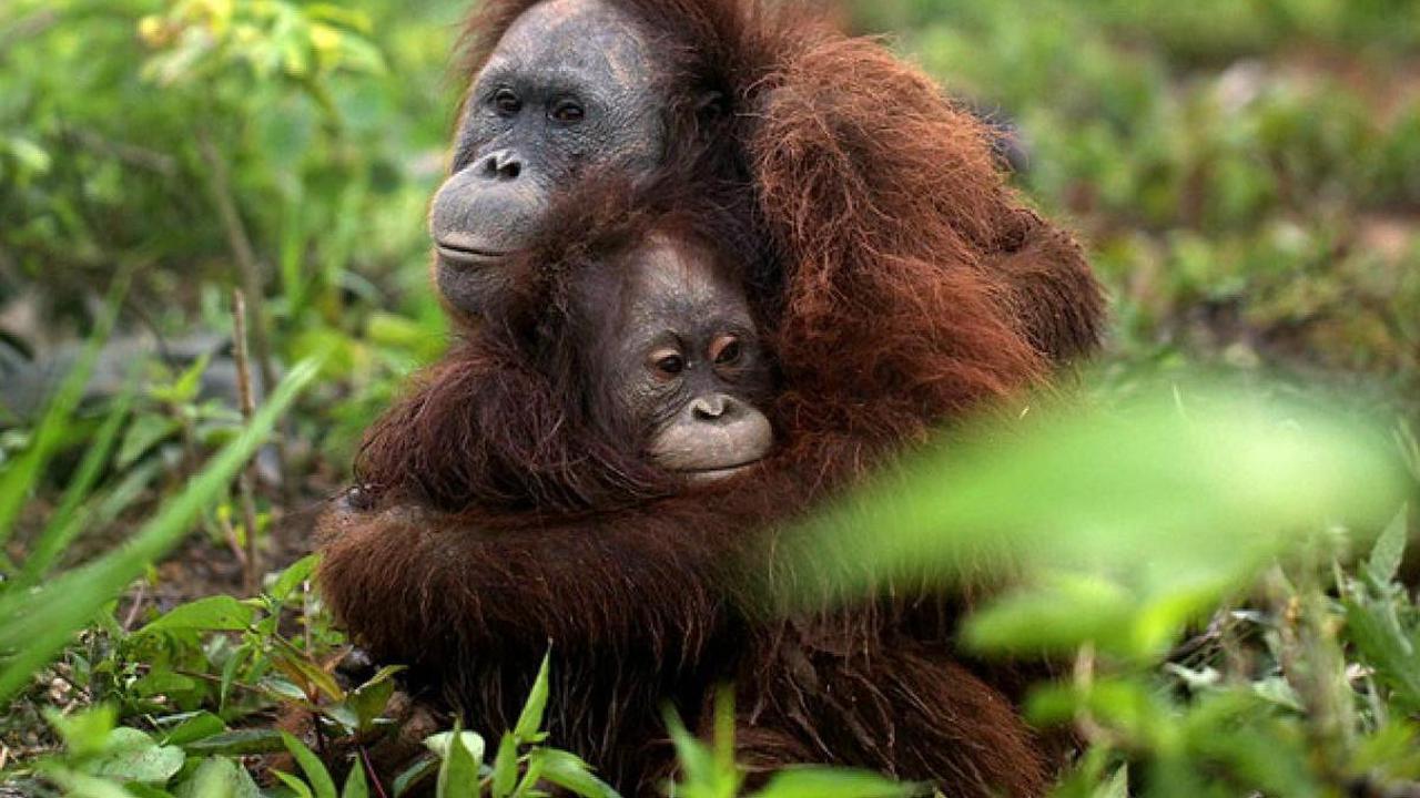 Induk orangutan lindungi anaknya dari kepungan pemburu ( Four Paws/AP)