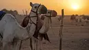 Unta diikat pada tiang saat balapan di trek dekat desa al-Ikhlas, barat kota Omdurman, di Sudan, pada 19 Maret 2021. Perlombaan itu diselenggarakan oleh keluarga suku tradisional yang memelihara unta dari desa setempat untuk melestarikan dan merayakan warisan budaya mereka. (ABDULMONAM EASSA/AFP)