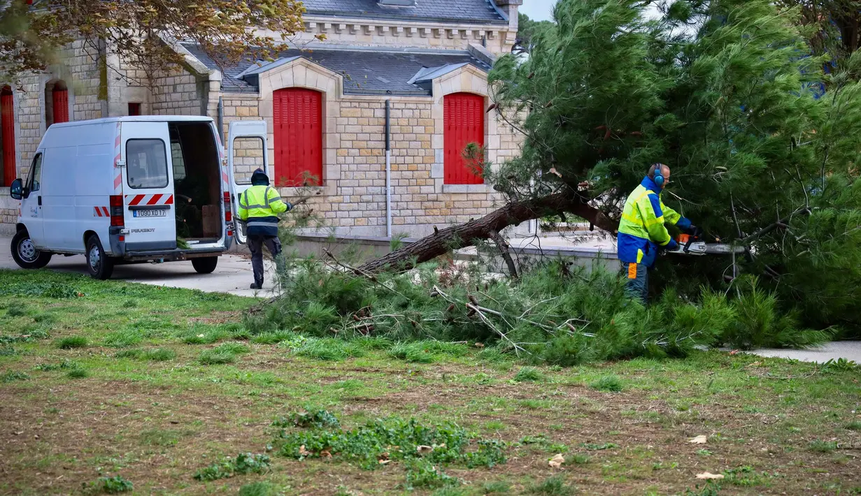 Para pekerja menebang pohon yang tumbang di depan salah satu menara La Rochelle di La Rochelle, Prancis barat tengah pada tanggal 2 November 2023, saat badai Ciaran menghantam wilayah tersebut. (YOHAN BONNET/AFP)