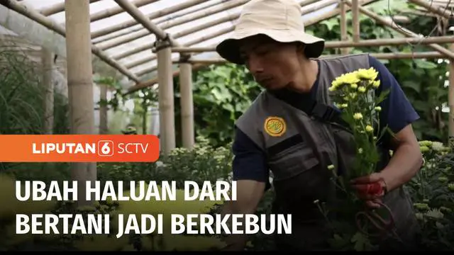 VIDEO: Berani Berubah: Pundi Cuan Kebun Krisan