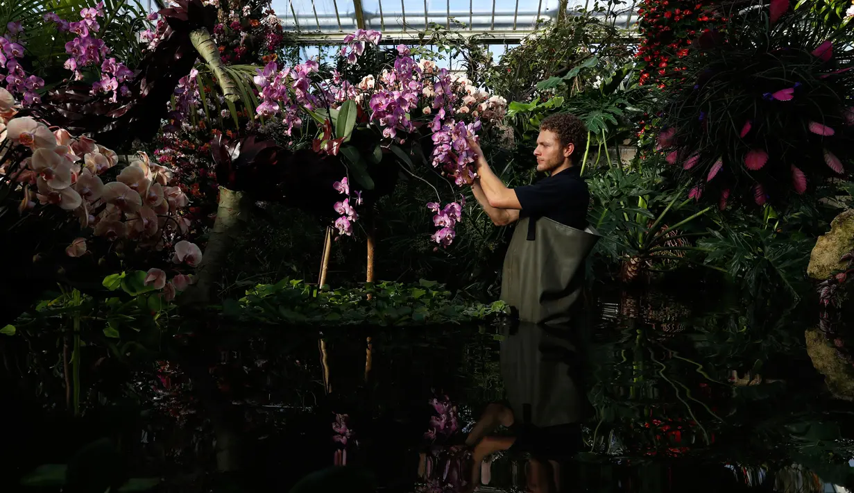 Tom Forshaw, seorang magang Hortikultura, menata tanaman anggrek selama pratinjau pers festival tahunan anggrek di Kew Gardens, London, Kamis (7/2). Diperlukan waktu selama 30 hari untuk memasang 6.200 anggrek dalam festival ini. (AP/Alastair Grant)