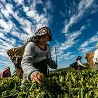 Petani/dok. Unsplash bbh singapore