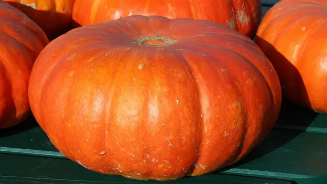 Buah labu