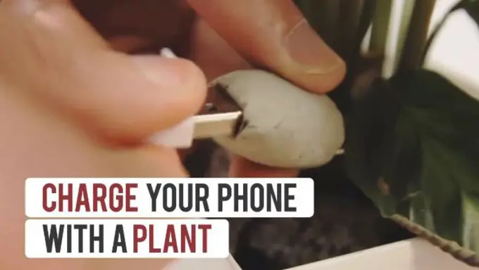 Ramah Lingkungan, Ternyata Tanaman Bisa Buat Nge'charge' Hape