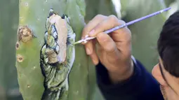 Seniman muda Palestina, Ahmad Yasin saat melukis tanaman kaktus di desa Tepi Barat Aseera Ashmaliya dekat Nablus, (31/3). Berbagai gambar unik dituangkan Ahmad Yasin kedalalam sejumlah tangkai kaktus.  (REUTERS / Abed Omar Qusini)