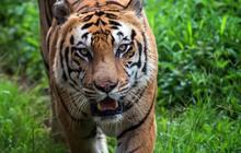 Kebun Binatang Ini Jual Air Kencing Harimau yang Diyakini Bisa Sembuhkan Rematik