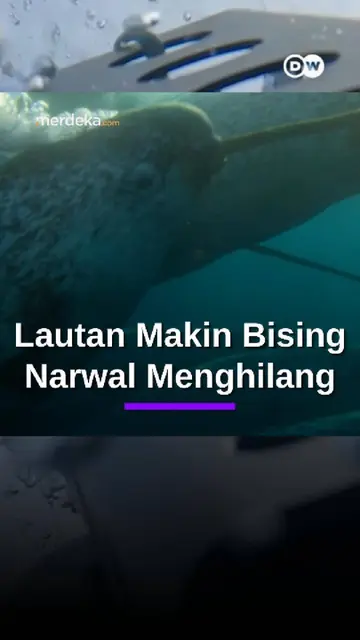 Kebisingan Kapal Diduga Ganggu Narwal di Perairan Arktik