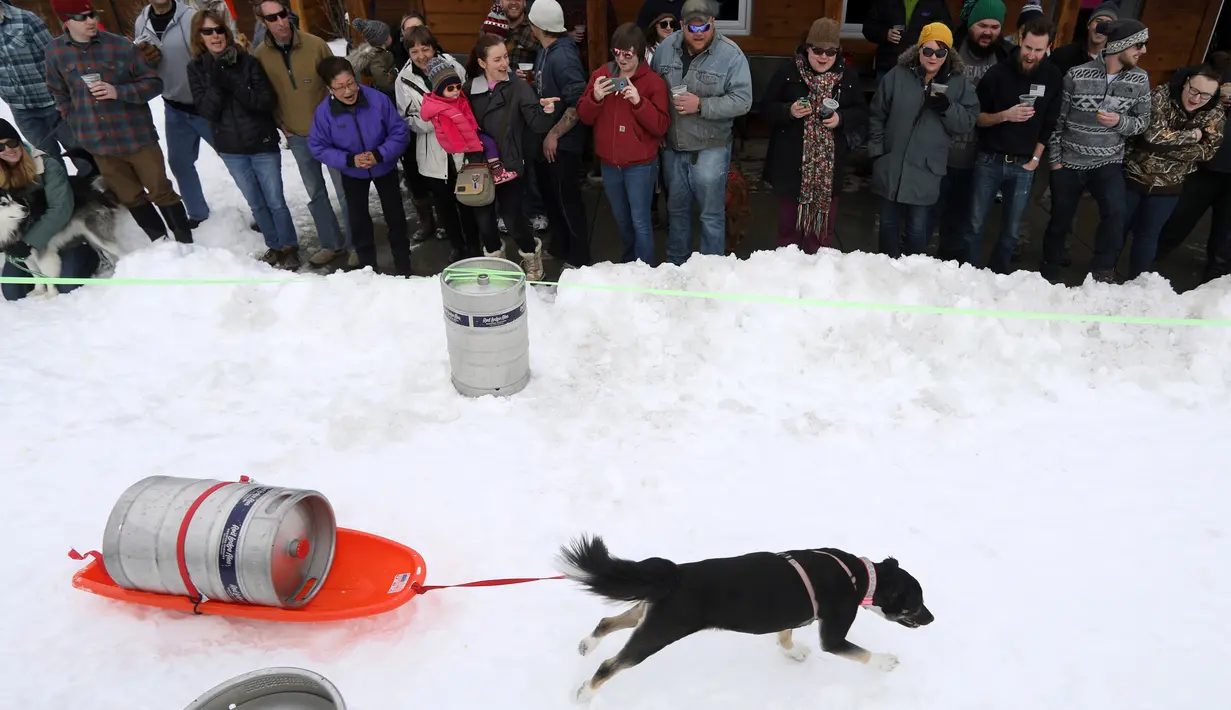 Seekor anjing menarik tong bir saat perlombaan Monster Dog Pull di Red Lodge Ales, Montana (25/2). Para anjing ini harus menarik tong dari garis mulai hingga garis akhir di tengah arena salju. (Jim Urquhart / Getty Images / AFP)