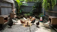 Panduan Lengkap Usaha Ayam Petelur 10 Ekor di Halaman Sempit, Raup Cuan dari Rumah