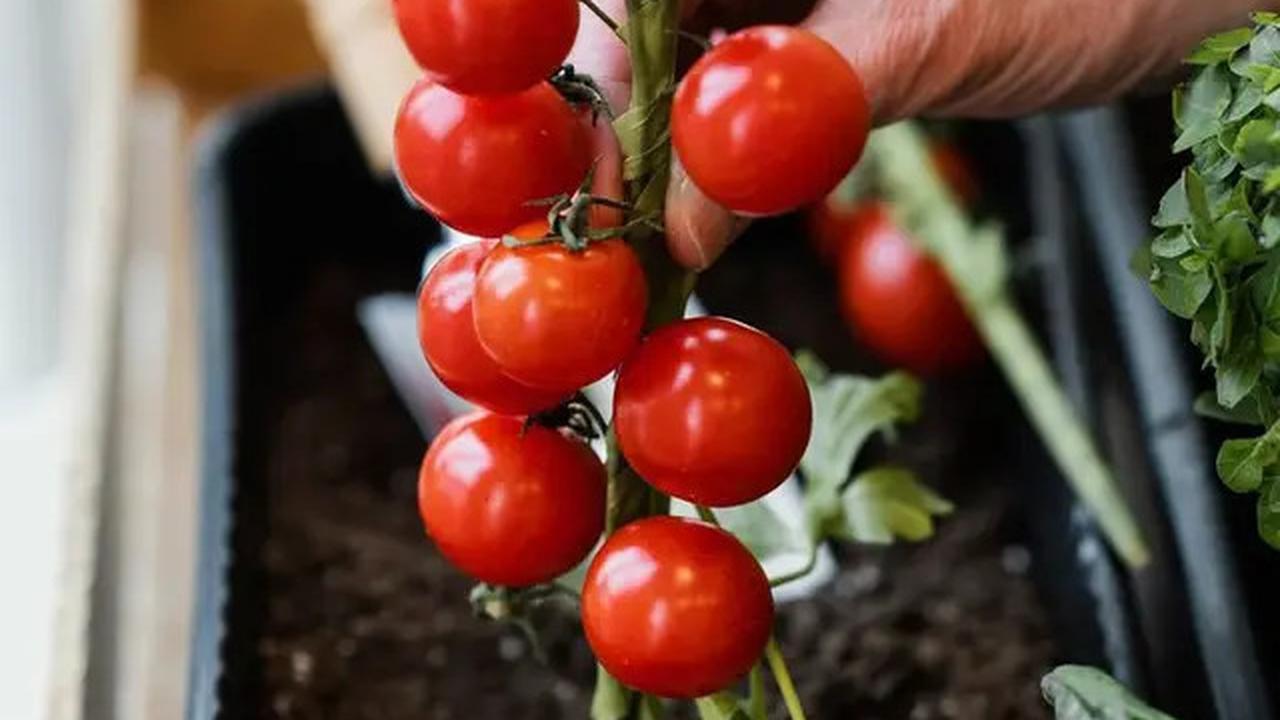9 Manfaat Makan Tomat Mentah untuk Wajah, Kulit Sehat Alami Tanpa Skincare Mahal