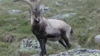 Bucardo (Pyrenean ibex), sejenis kambing liar Spanyol yang pernah punah. (Sumber Wikipedia)