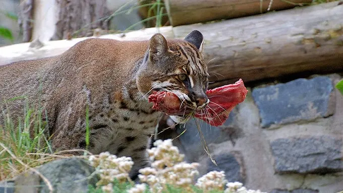 Dikira Anak Harimau, Kucing Emas Terperangkap di Garasi Mobil Warga
