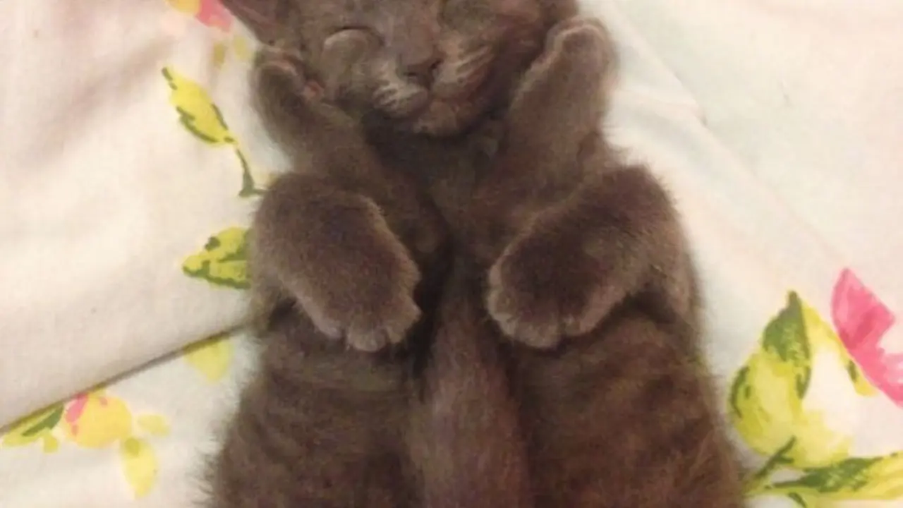 10 Kucing Ini Akan Menularkan Getaran Bahagia di Akhir Pekan