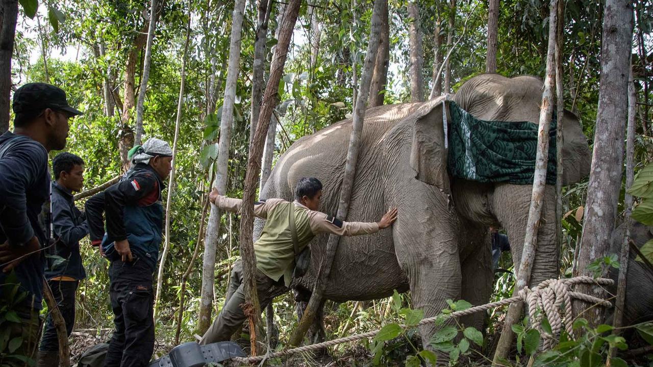FOTO: Kalung GPS untuk Gajah Liar, Langkah Kecil untuk Menyelamatkan Gajah Sumatera