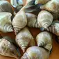 Siput Gonggong, hewan laut yang dijadikan makanan khas dan keren di Tanjungpinang. (foto: Liputan6.com / ajang nurdin)