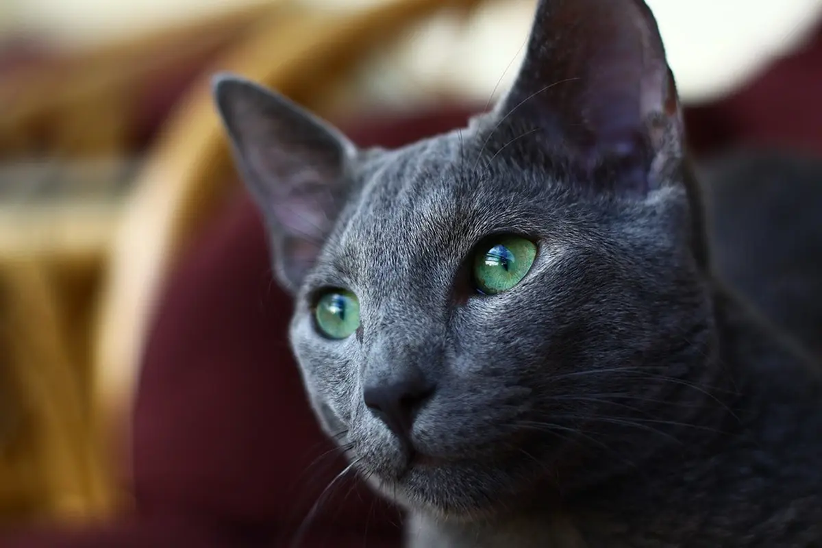 kucing Russian Blue (sumber: pixabay)