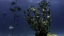 Pemandangan taman patung bawah laut MUSAM di Ayia Napa, Siprus, 18 September 2021. MUSAM disebut sebagai hutan bawah laut pertama di dunia. (EMILY IRVING-SWIFT/AFP)