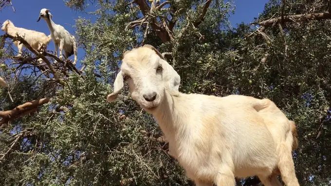 Kambing