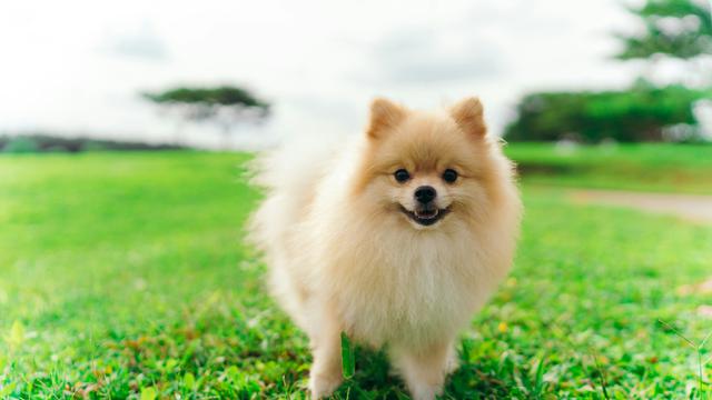 Pomeranian