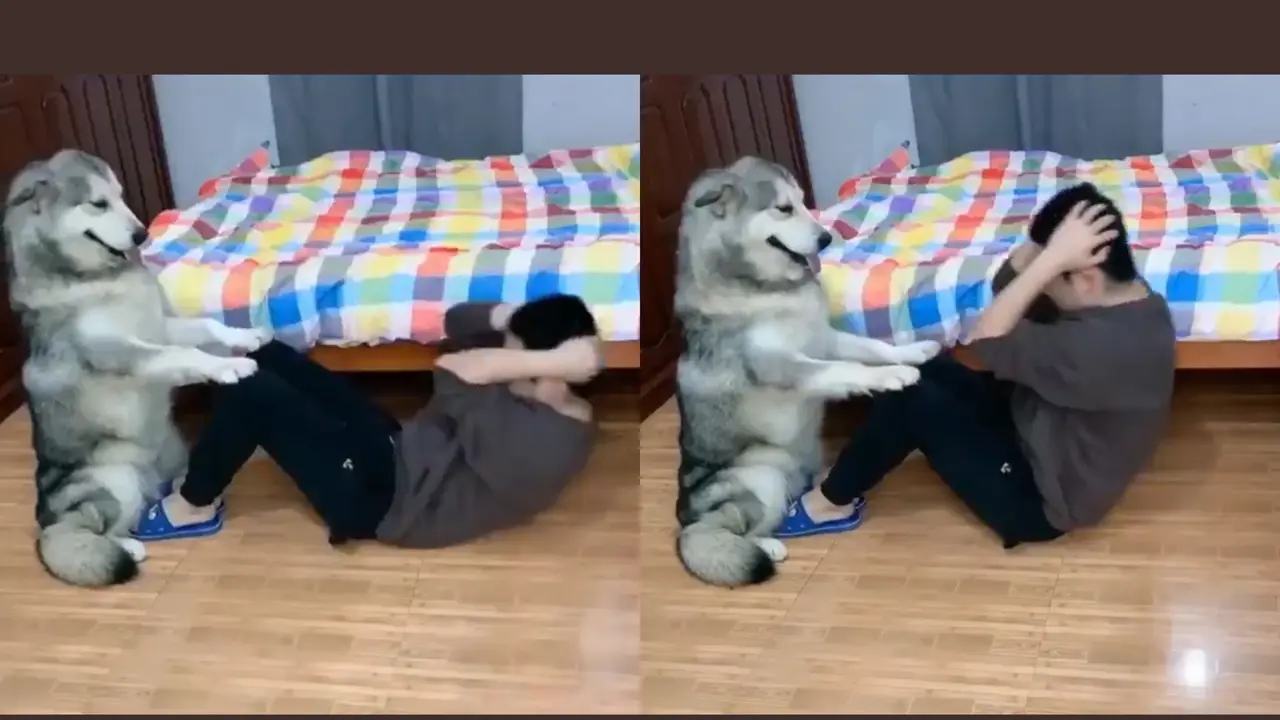 Cuplikan saat seekor anjing membantu anak kecil lakukan sit up. (Sumber: Twitter @Wadai_movie_7)