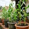 5 Tips Merawat Jagung dalam Pot agar Tanaman Berbuah dengan Baik