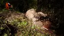 Seorang pria mengambil gambar bangkai gajah berumur 7 tahun yang mati di Desa Turue Cut, Pidie, Aceh, Kamis (18/11). Diduga gajah tersebut mati keracunan karena memakan tumbuhan berpestisida atau siput beracun. (AFP PHOTO/Zian)