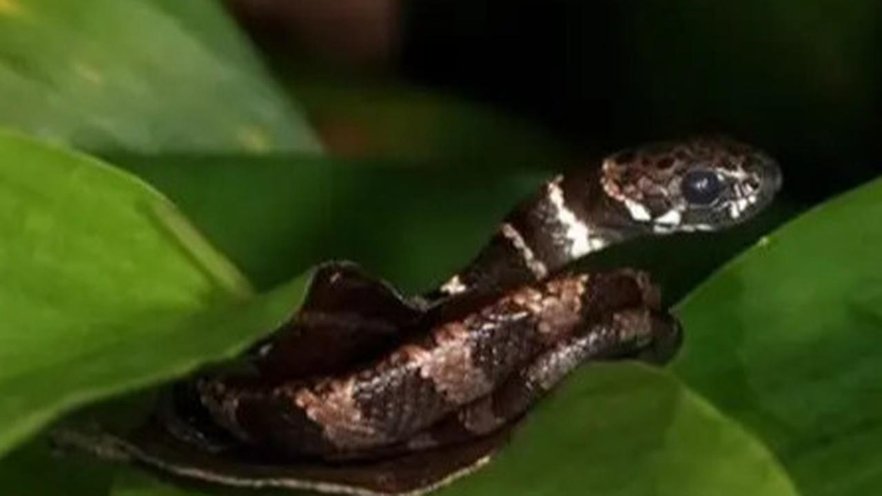 5 Hewan Ini Punya Selera Makan Unik di Alam, Ada Luwak Pemakan Ular Kobra