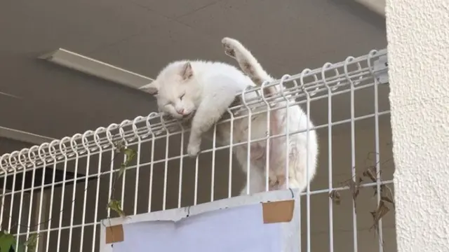 7 Potret Ini Bukti Kucing Bisa Menentang Hukum Alam
