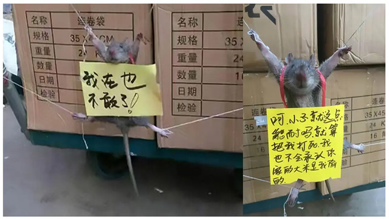 Tikus yang Dihukum