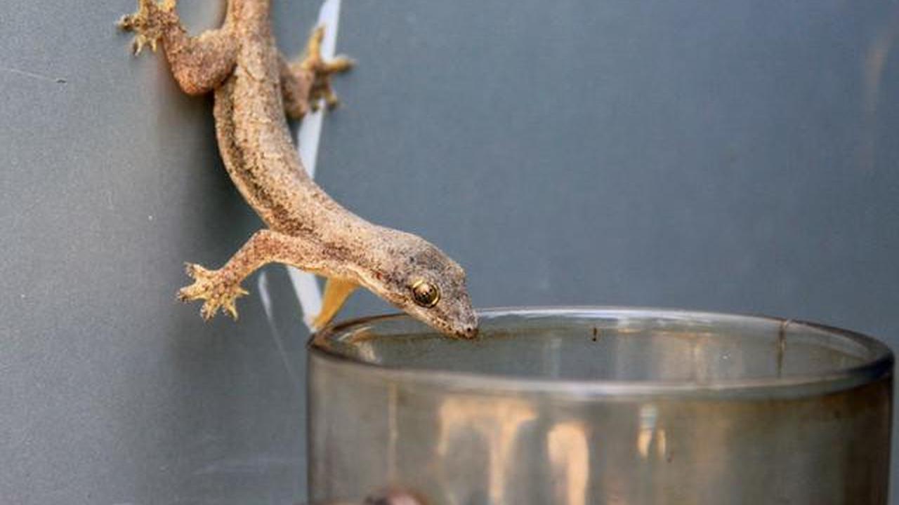 10 Tanda Rumah Kotor Banyak Cicak, Jangan Diabaikan