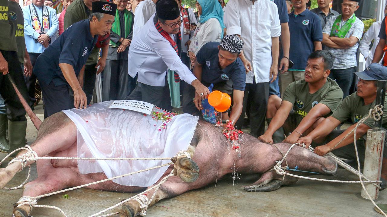 FOTO: Menghidupkan kembali Tradisi Andilan Potong Kebo jelang Lebaran  di Jakarta